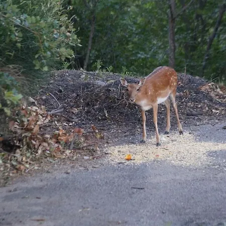 מלון דירות Belbea Tourist 2*